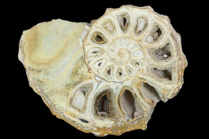 Cut/Polished Calycoceras Ammonite (Half) - Texas #93540